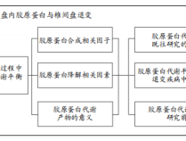 椎间盘退变中胶原蛋白的代谢失衡